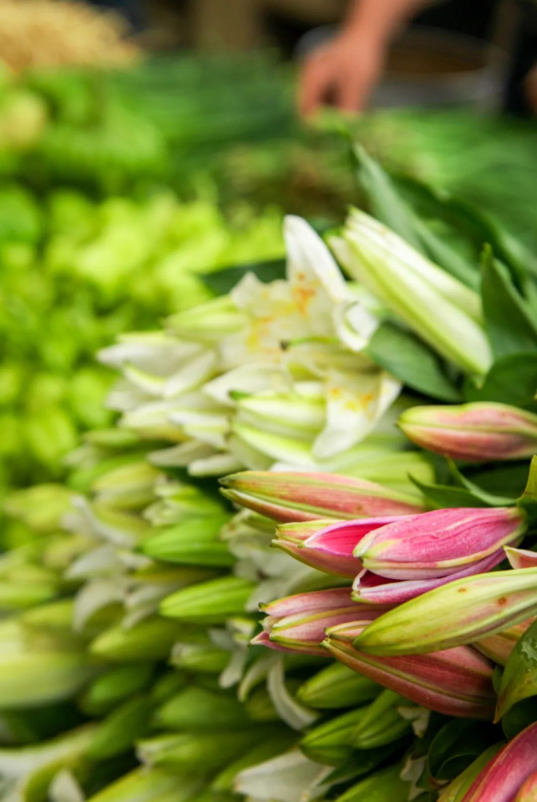 Image related to Yunnan, China: What Makes It the "World's Kingdom of Fresh Flowers"?