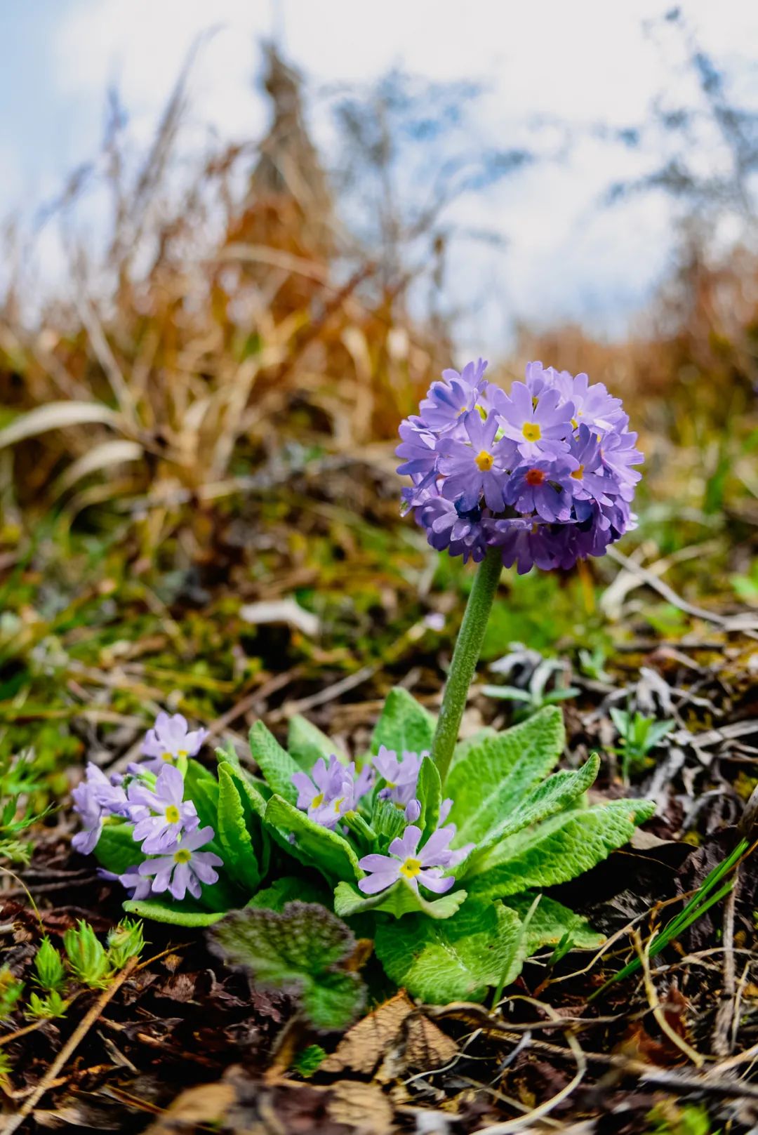 Image related to Yunnan, China: What Makes It the "World's Kingdom of Fresh Flowers"?