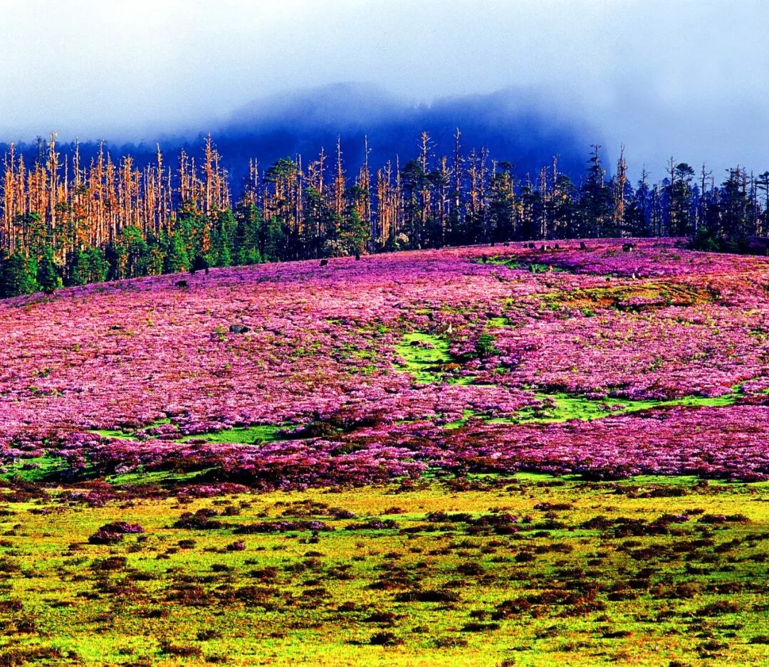 Image related to How Many Wonders Does the Hengduan Mountains Hold?