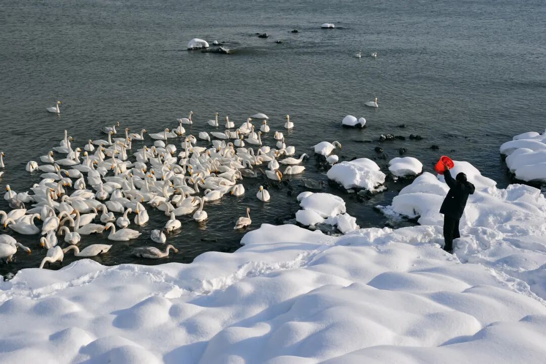 Image related to Weihai: The Most Romantic Winter Seaside City in Northern China with Snow, Mountains, Sea, and Delicious Food