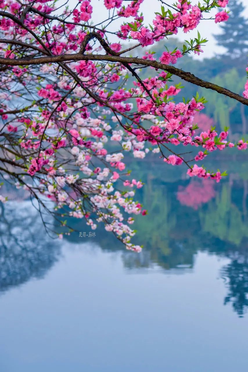 Image related to Zhuhai: China's Most Affluent "Belle" Rivaling Suzhou and Hangzhou in Beauty, Perfect for a Serene Getaway This March