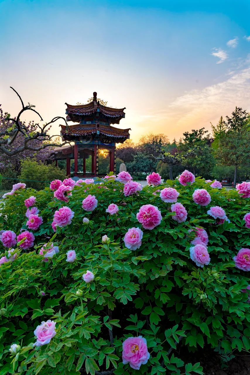 Image related to Luoyang: Ancient Capital Adorned with Fragrant Peonies, Recommended by China's Foreign Ministry to the World