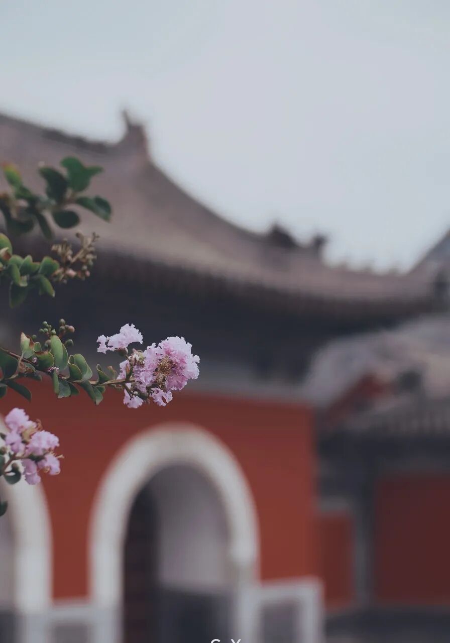 Image related to Luoyang: Ancient Capital Adorned with Fragrant Peonies, Recommended by China's Foreign Ministry to the World