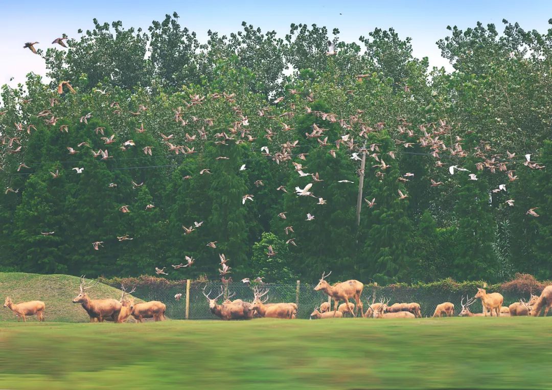 Image related to Taizhou: Jiangsu's Most Relaxing City – The Perfect Getaway When You Need a Break