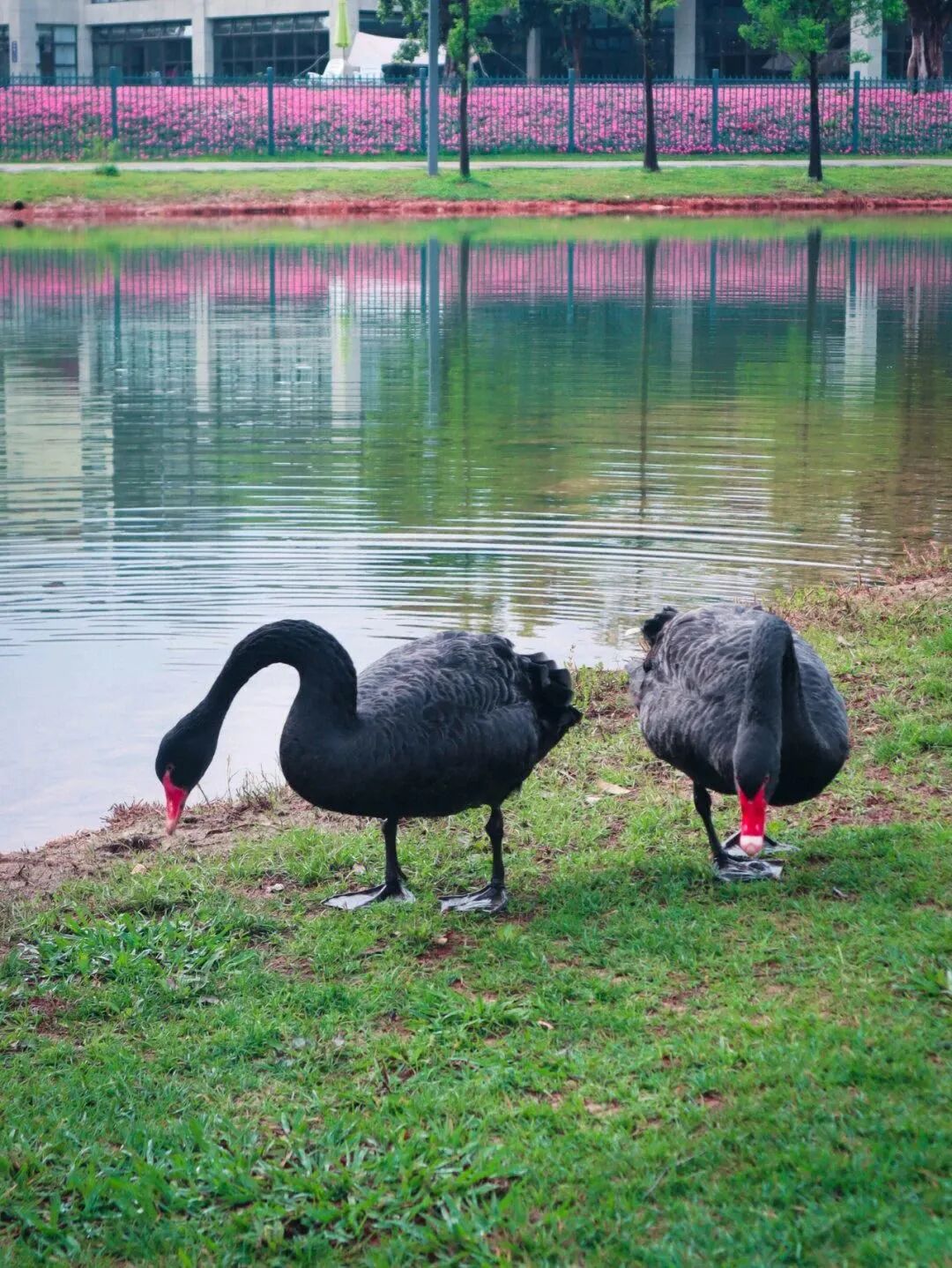Image related to Mile: A Divine Town Sharing Buddha's Name! Winter at 22°C + Decade-Old Prices, Living a Moroccan Dream in Dongfengyun