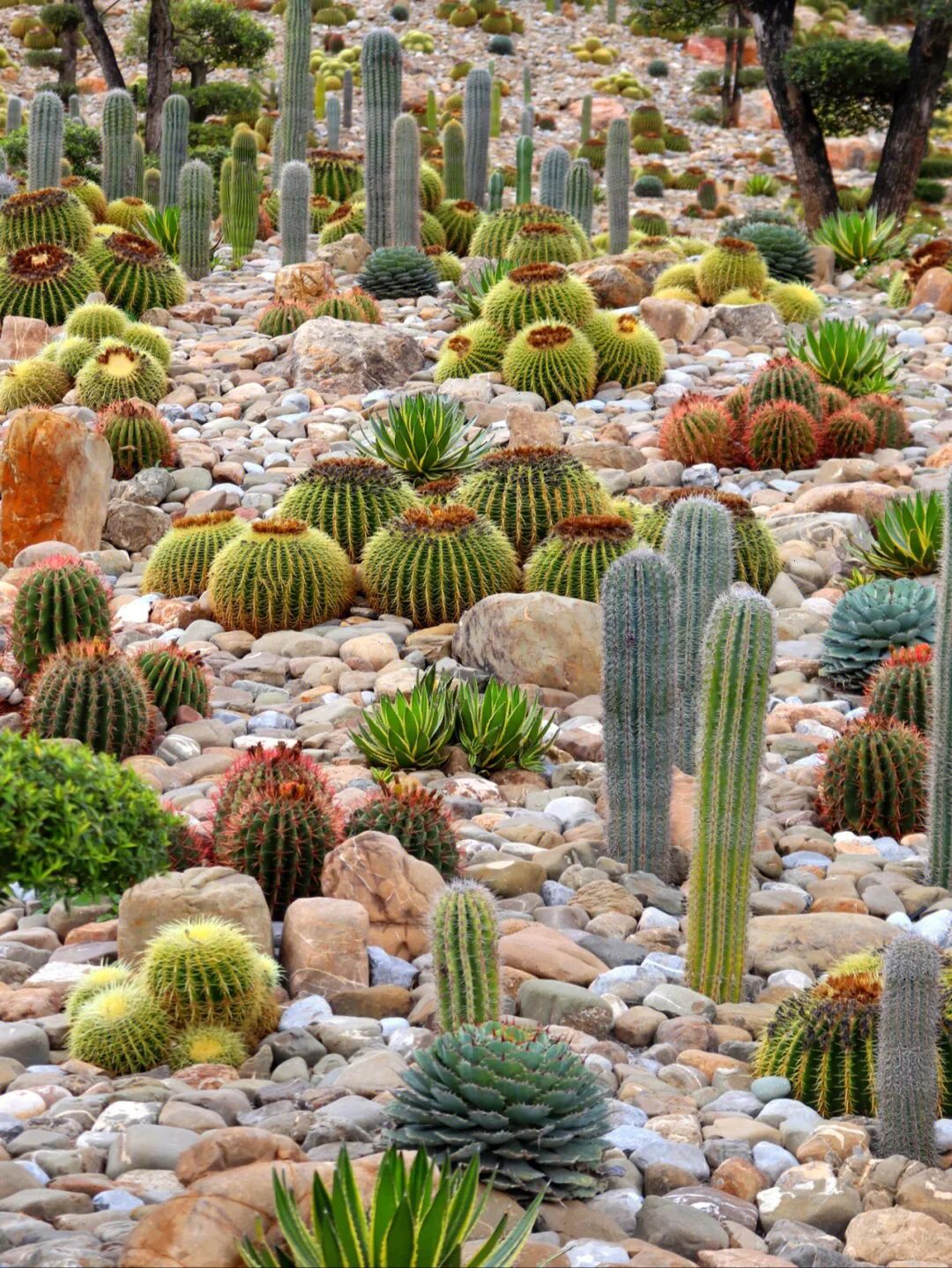 Image related to Mile: A Divine Town Sharing Buddha's Name! Winter at 22°C + Decade-Old Prices, Living a Moroccan Dream in Dongfengyun
