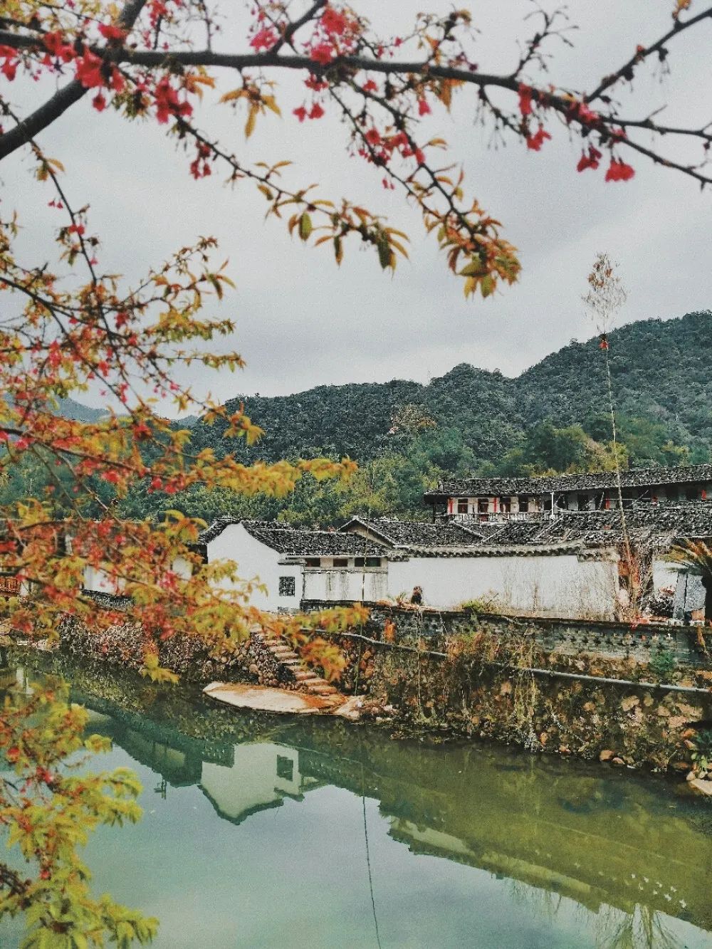 Image related to Fujian Longyan: Vast Cherry Blossoms Five Times Larger Than Japan's Amaze the World, While This Underrated Western Fujian Town Deserves Far More Attention!