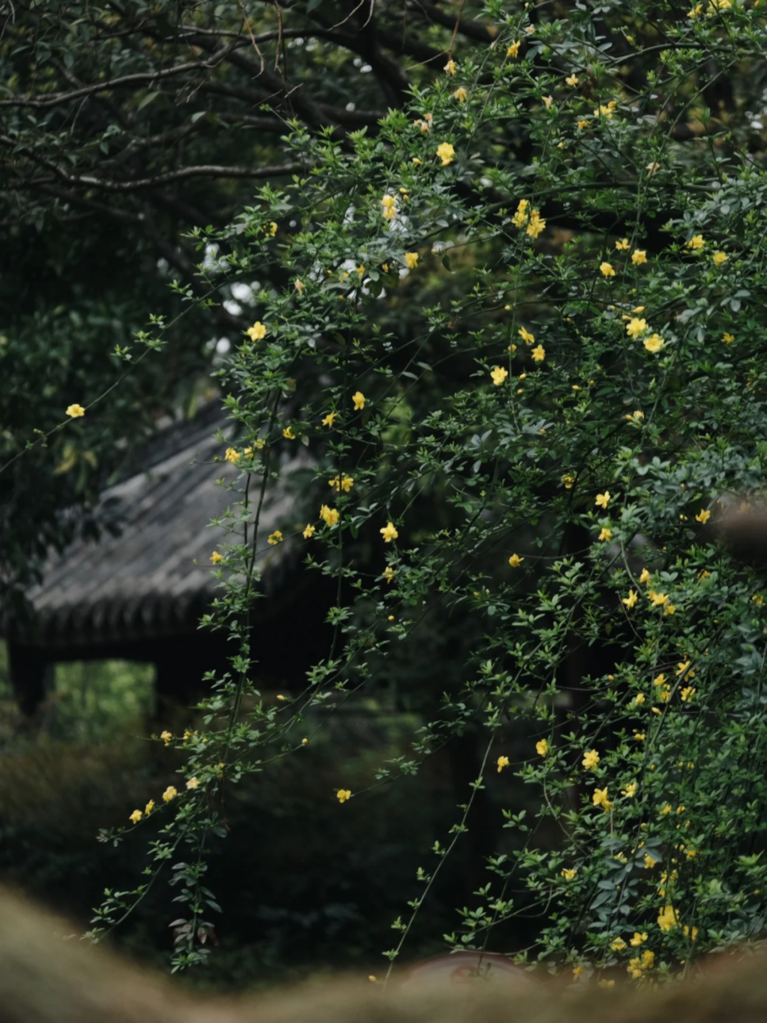 Image related to Meishan, Sichuan: As Laid-back as Chengdu, As Delicious as Leshan