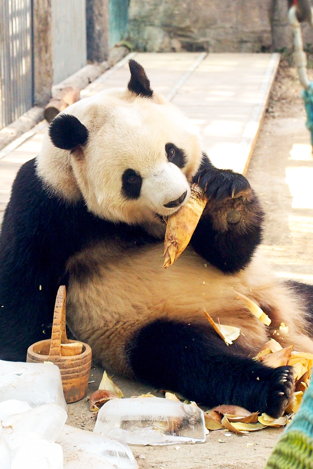Image related to China's Spring Delicacy: Even More Delicious Than Meat!