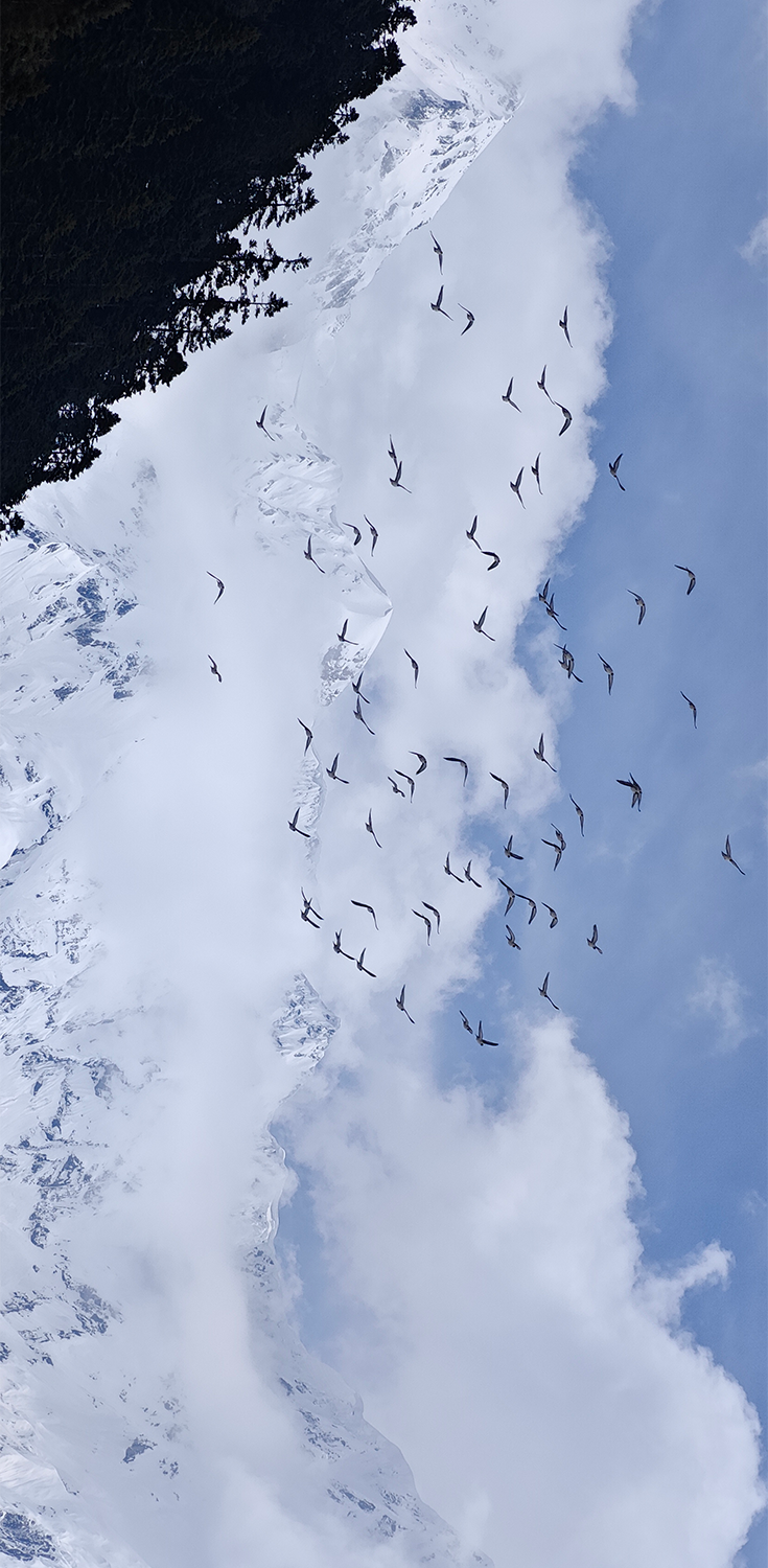 Image related to What Is a Land of Symbiosis? It's Breaking Cocoons, Howling Gibbons, Every Creature Across a 7,000-Meter Elevation Drop