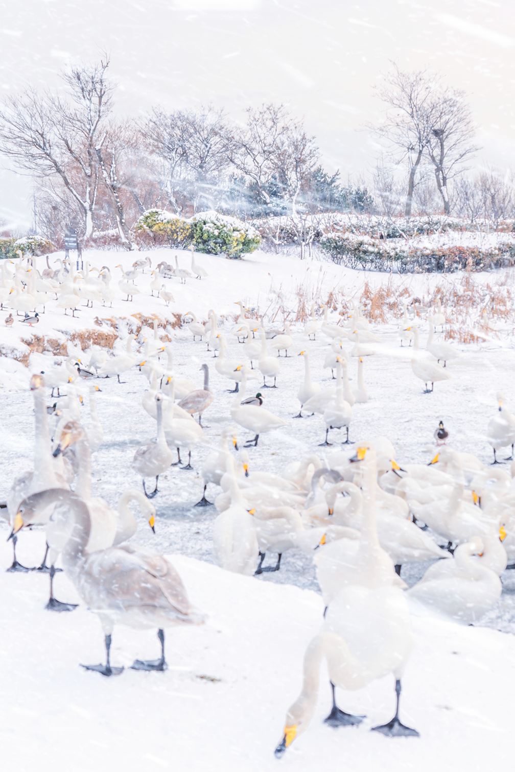 Image related to This Shandong "Snow Hub" Rivals Northeast China, Trending Year After Year!