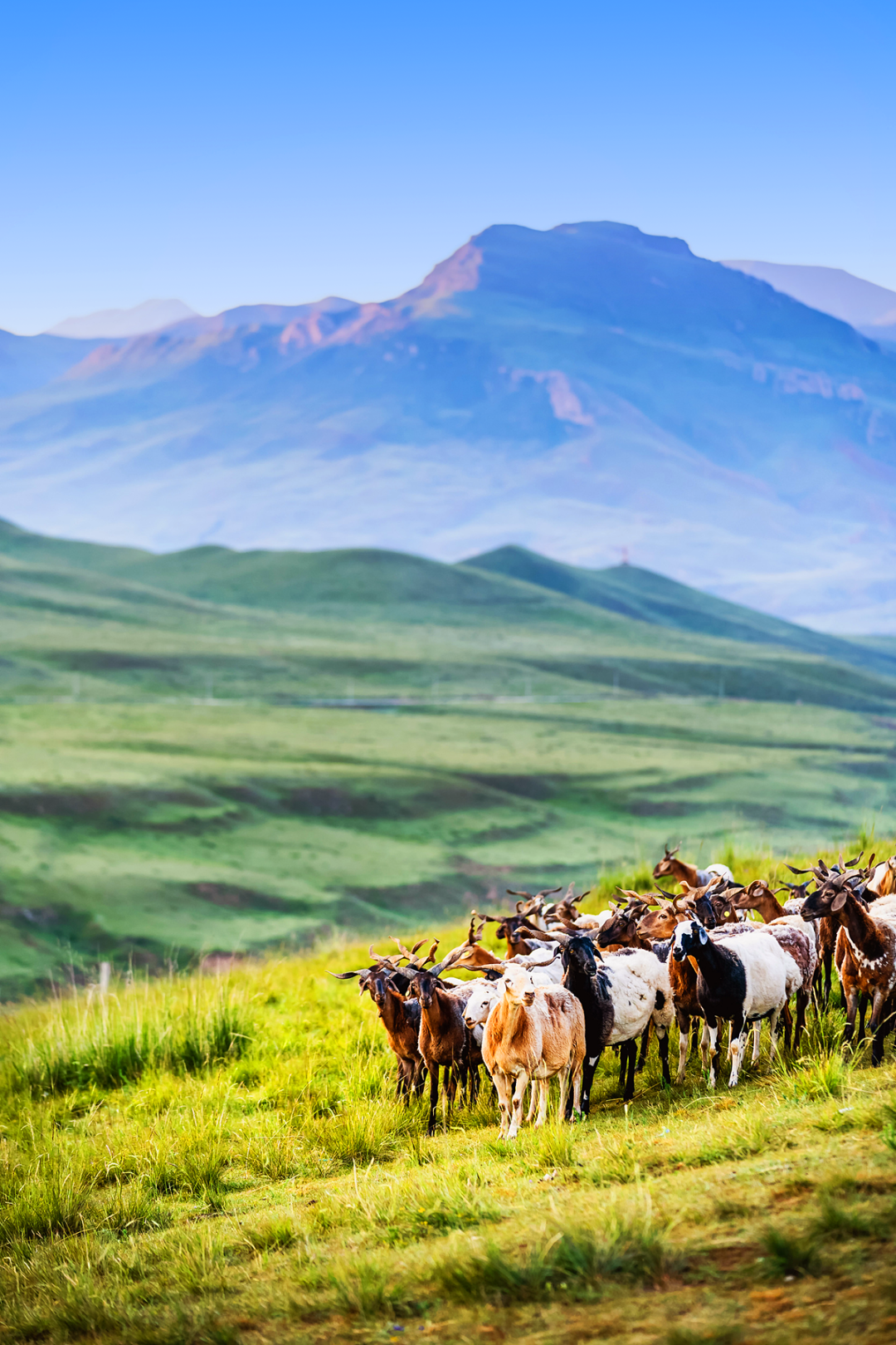 Image related to How Awesome Is China's Most Low-Key BBQ Province in the Northwest?