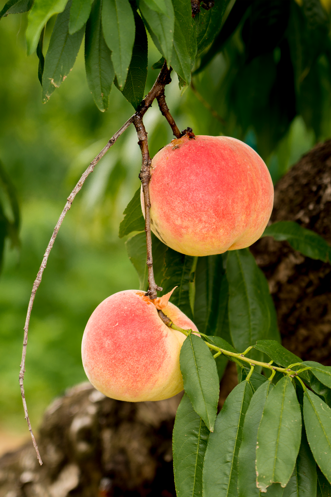 Image related to How Delicious Are Northern Peaches? Southerners Would Never Guess!