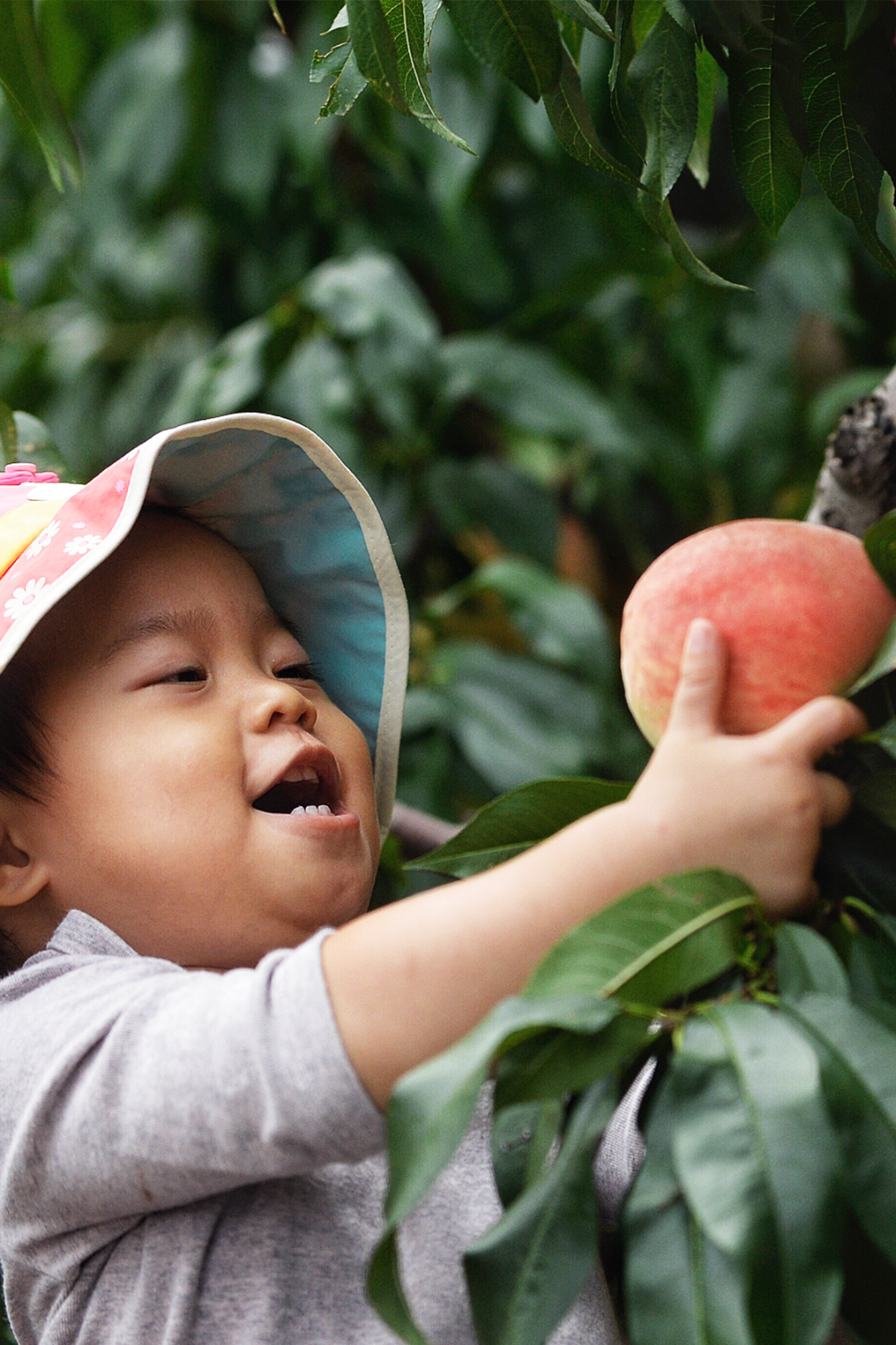 Image related to How Delicious Are Northern Peaches? Southerners Would Never Guess!