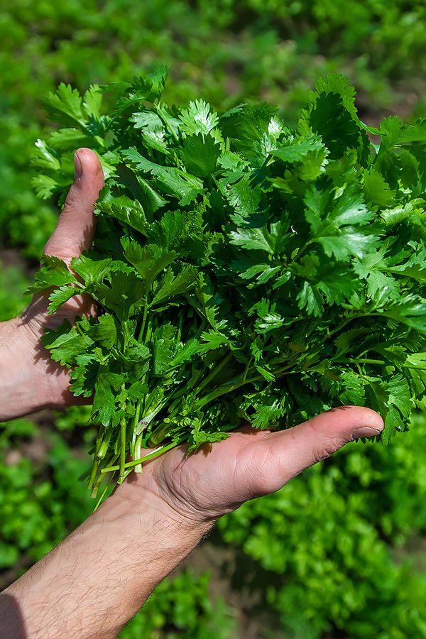 Image related to No cilantro! No cilantro! No cilantro!