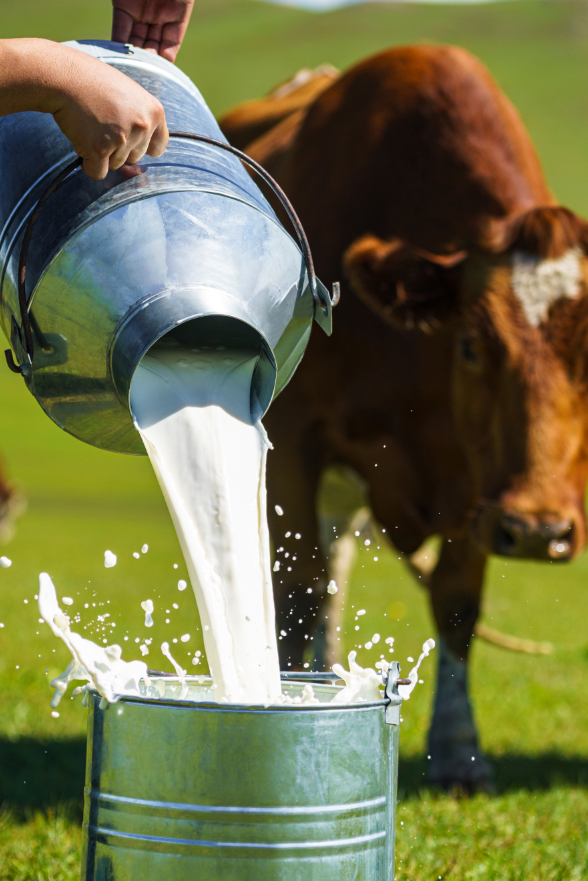 Image related to How Spectacular Has Milk's Journey in China Been?