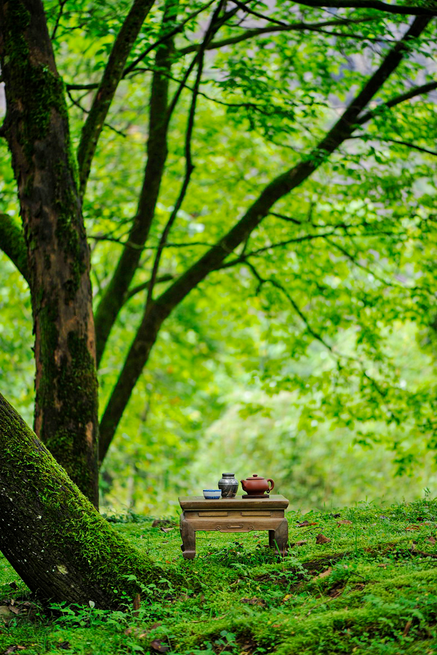 Image related to April Calls for Tea: A Guide to China's Freshest Spring Tea Origins
