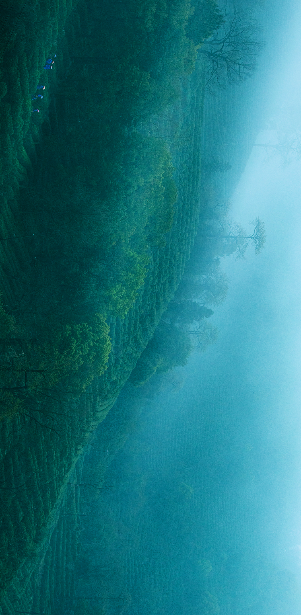 Image related to April Calls for Tea: A Guide to China's Freshest Spring Tea Origins
