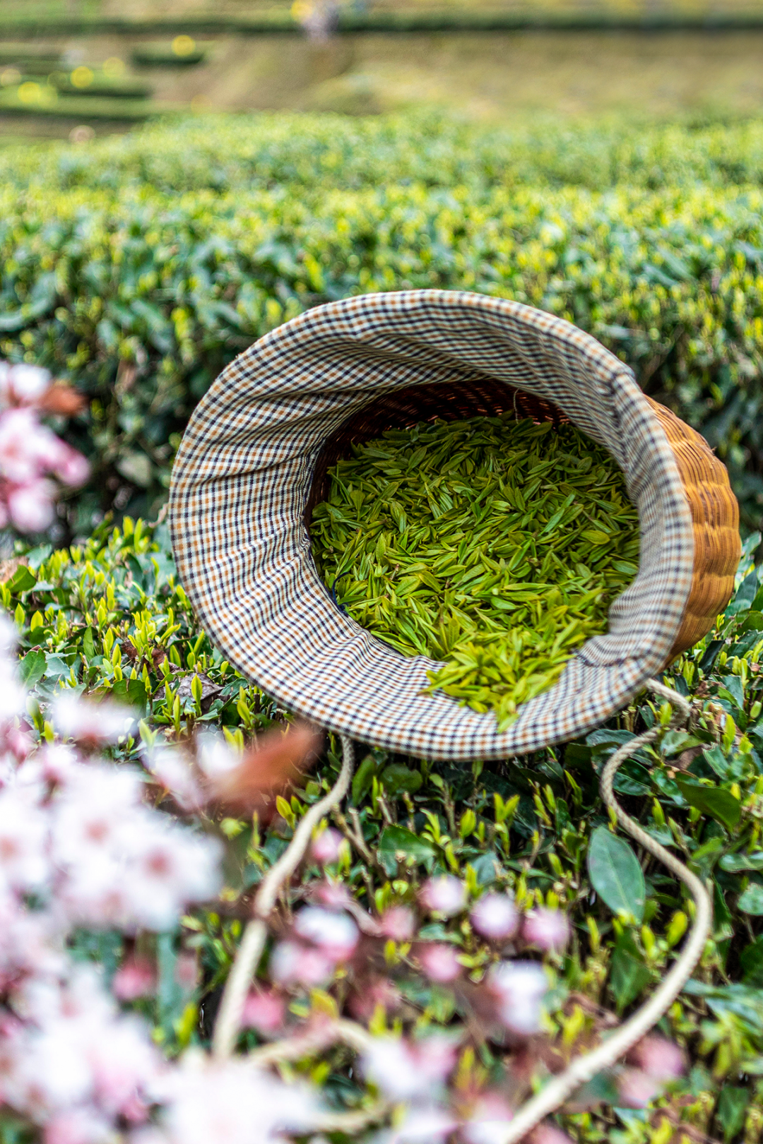 Image related to April Calls for Tea: A Guide to China's Freshest Spring Tea Origins