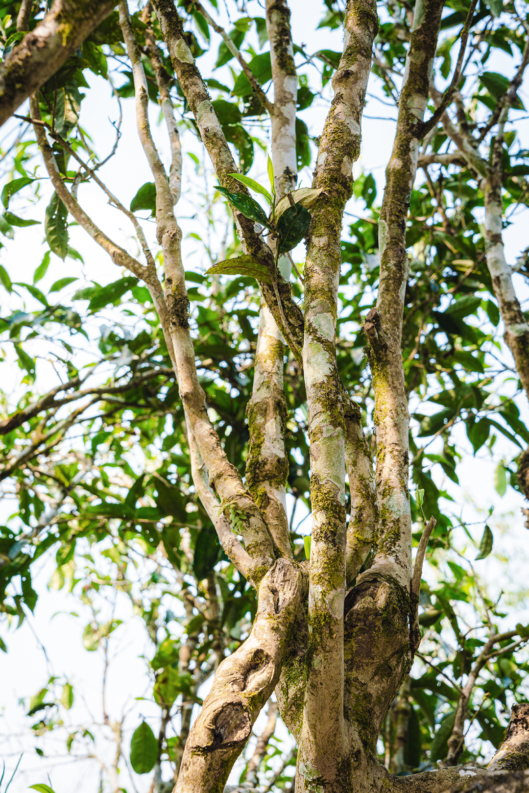 Image related to April Calls for Tea: A Guide to China's Freshest Spring Tea Origins