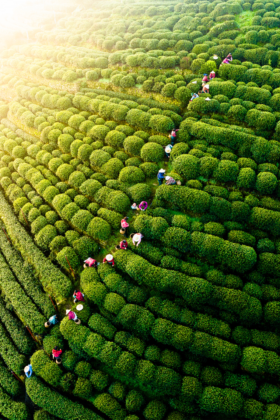 Image related to April Calls for Tea: A Guide to China's Freshest Spring Tea Origins