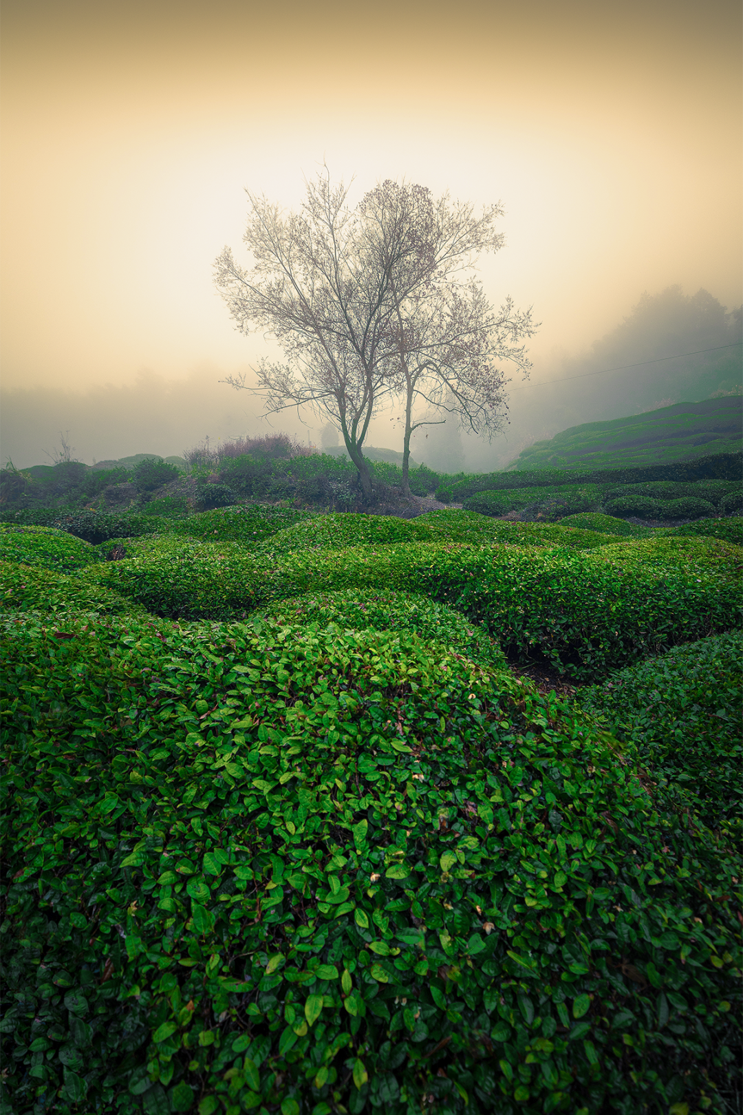 Image related to April Calls for Tea: A Guide to China's Freshest Spring Tea Origins