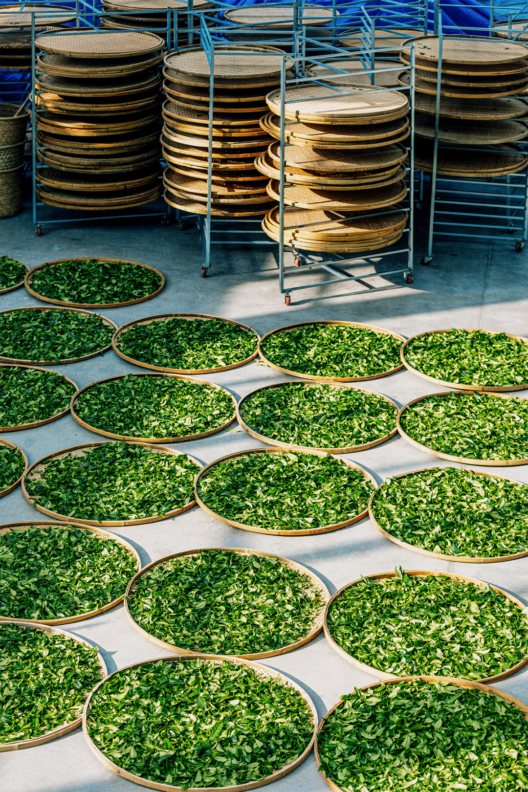 Image related to April Calls for Tea: A Guide to China's Freshest Spring Tea Origins