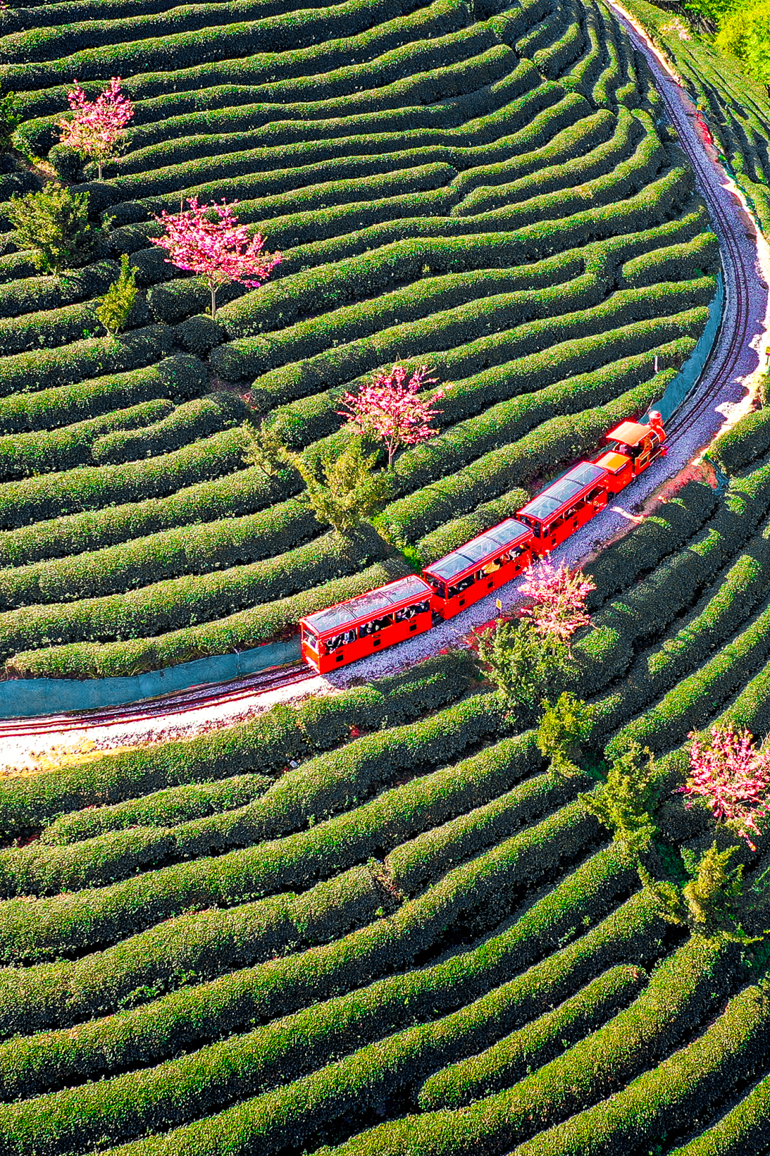 Image related to April Calls for Tea: A Guide to China's Freshest Spring Tea Origins