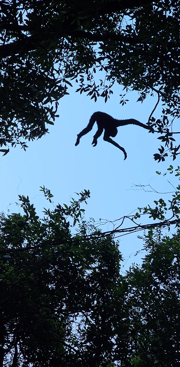 Image related to What Is a Land of Symbiosis? It's Breaking Cocoons, Howling Gibbons, Every Creature Across a 7,000-Meter Elevation Drop