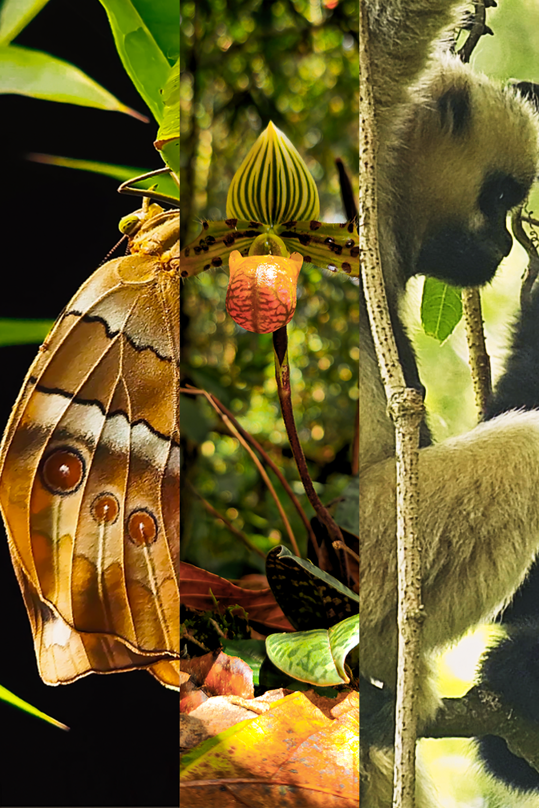 Image related to What Is a Land of Symbiosis? It's Breaking Cocoons, Howling Gibbons, Every Creature Across a 7,000-Meter Elevation Drop