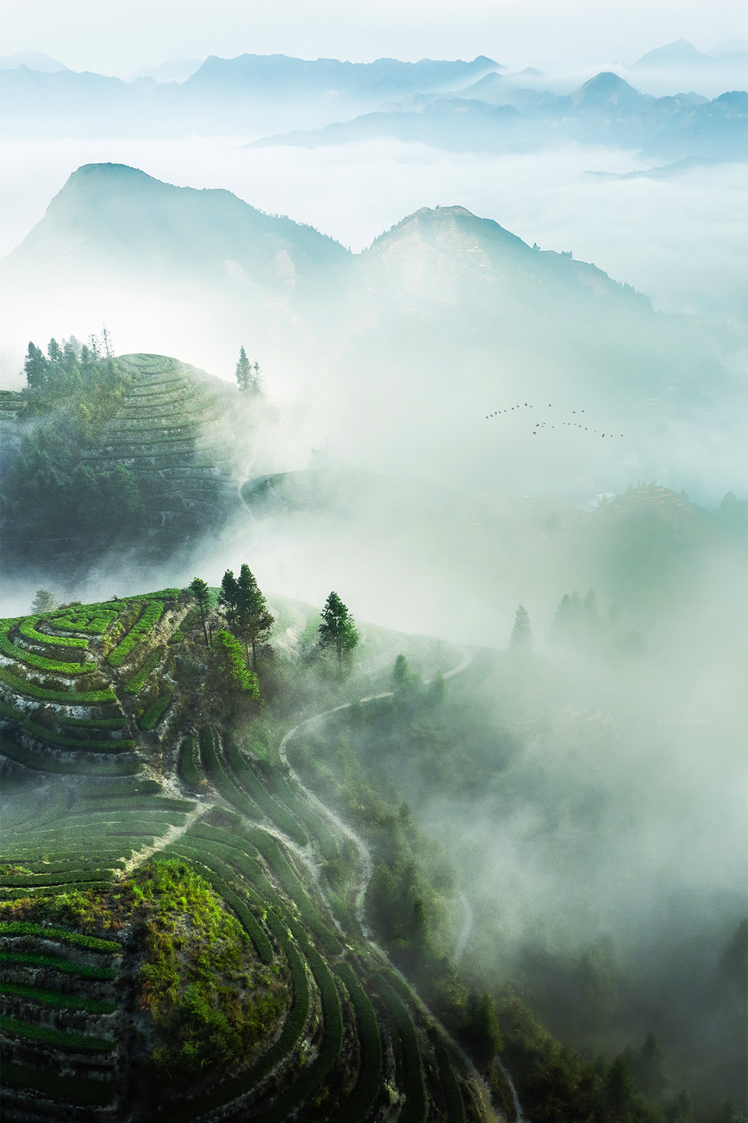 Image related to The Ultimate Spring Tea Map: China's Most Beautiful Springscapes Revealed