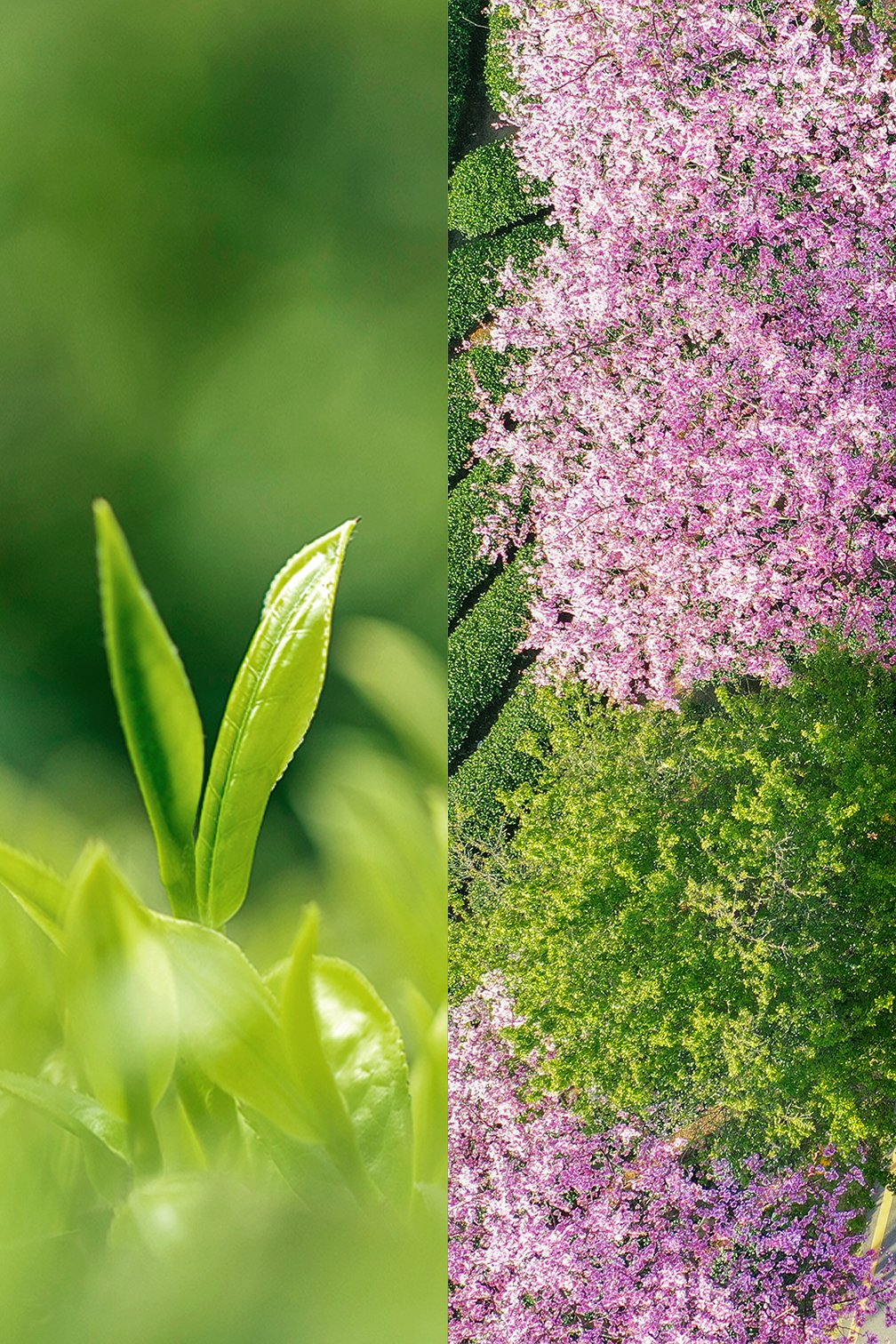 Image related to The Ultimate Spring Tea Map: China's Most Beautiful Springscapes Revealed