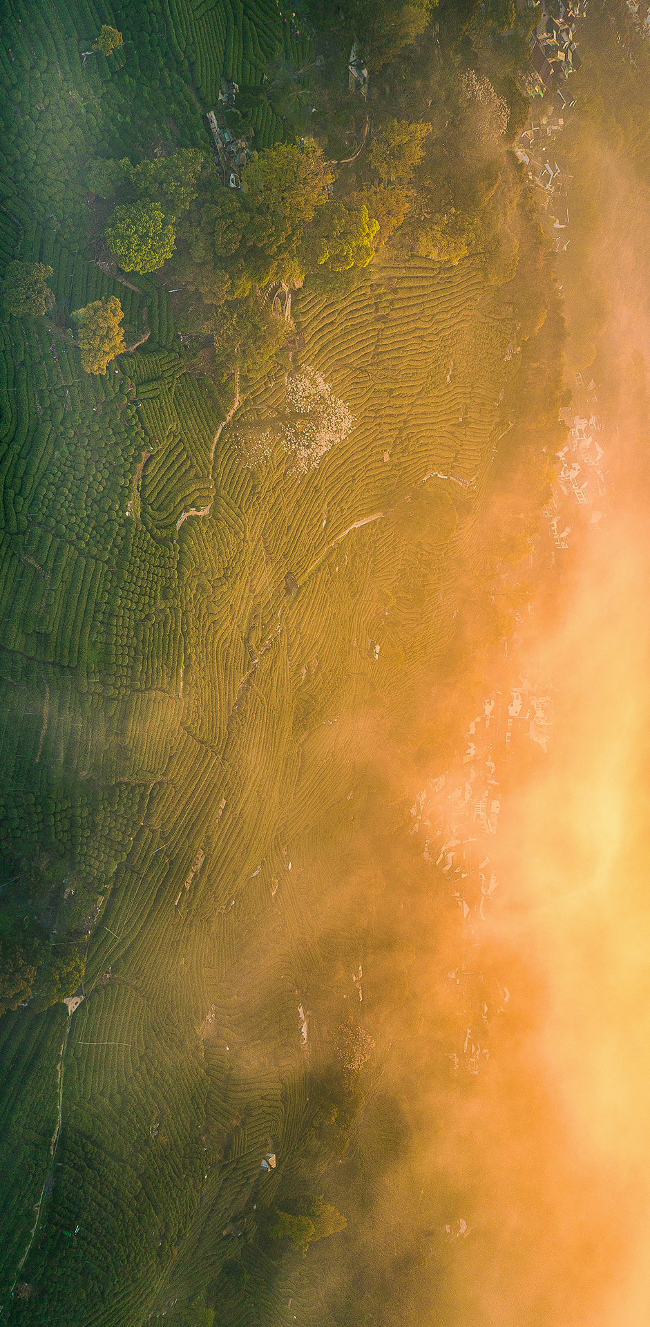 Image related to The Ultimate Spring Tea Map: China's Most Beautiful Springscapes Revealed