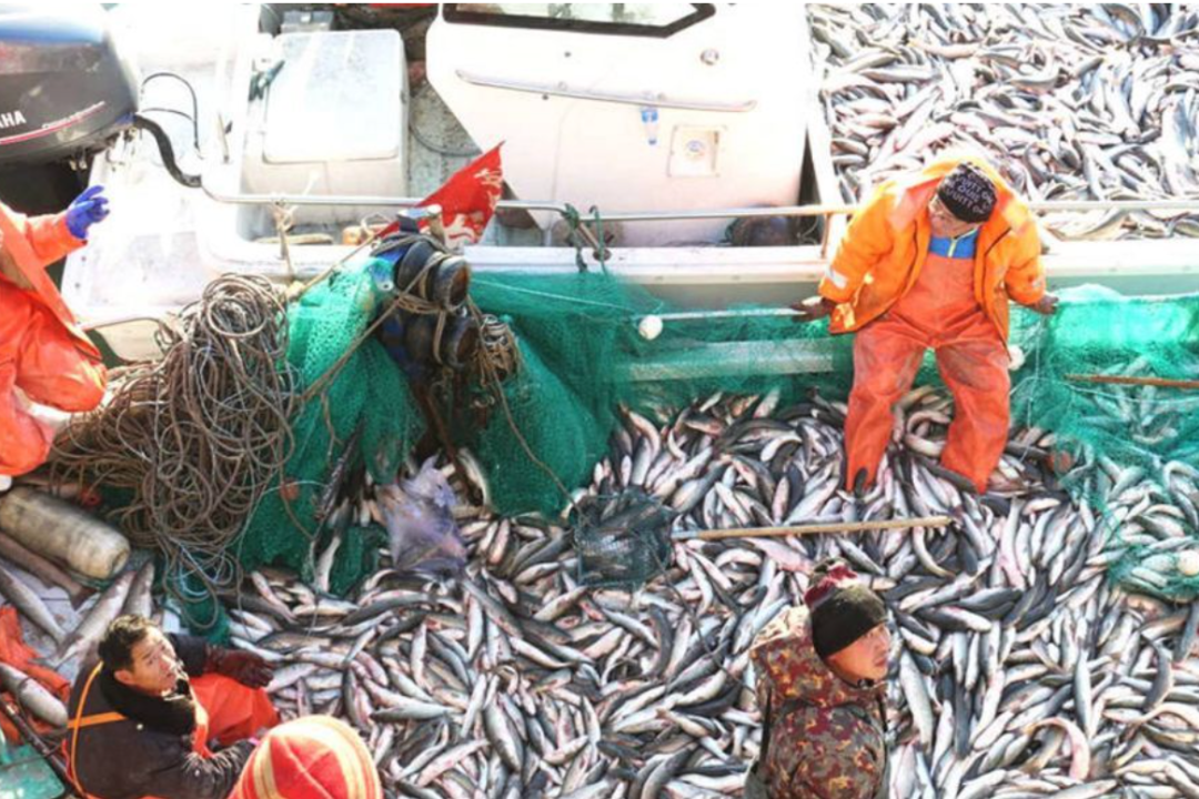 Image related to How This Small Shandong Town Devours the Rustiest Seafood