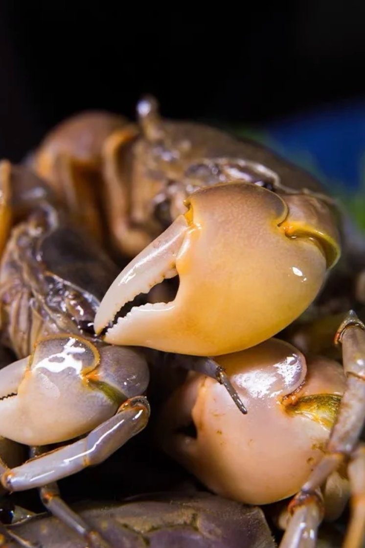 Image related to How This Small Shandong Town Devours the Rustiest Seafood