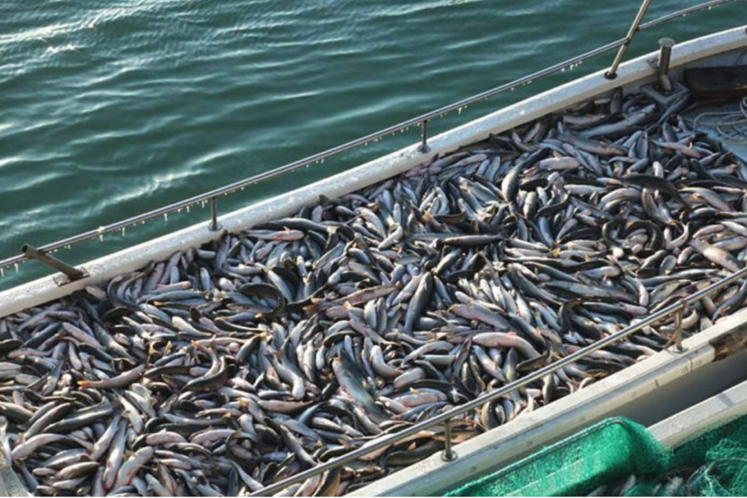 Image related to How This Small Shandong Town Devours the Rustiest Seafood