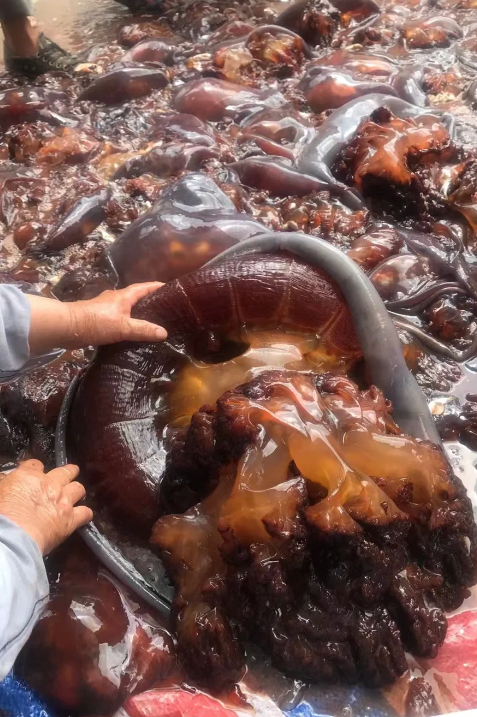 Image related to How This Small Shandong Town Devours the Rustiest Seafood