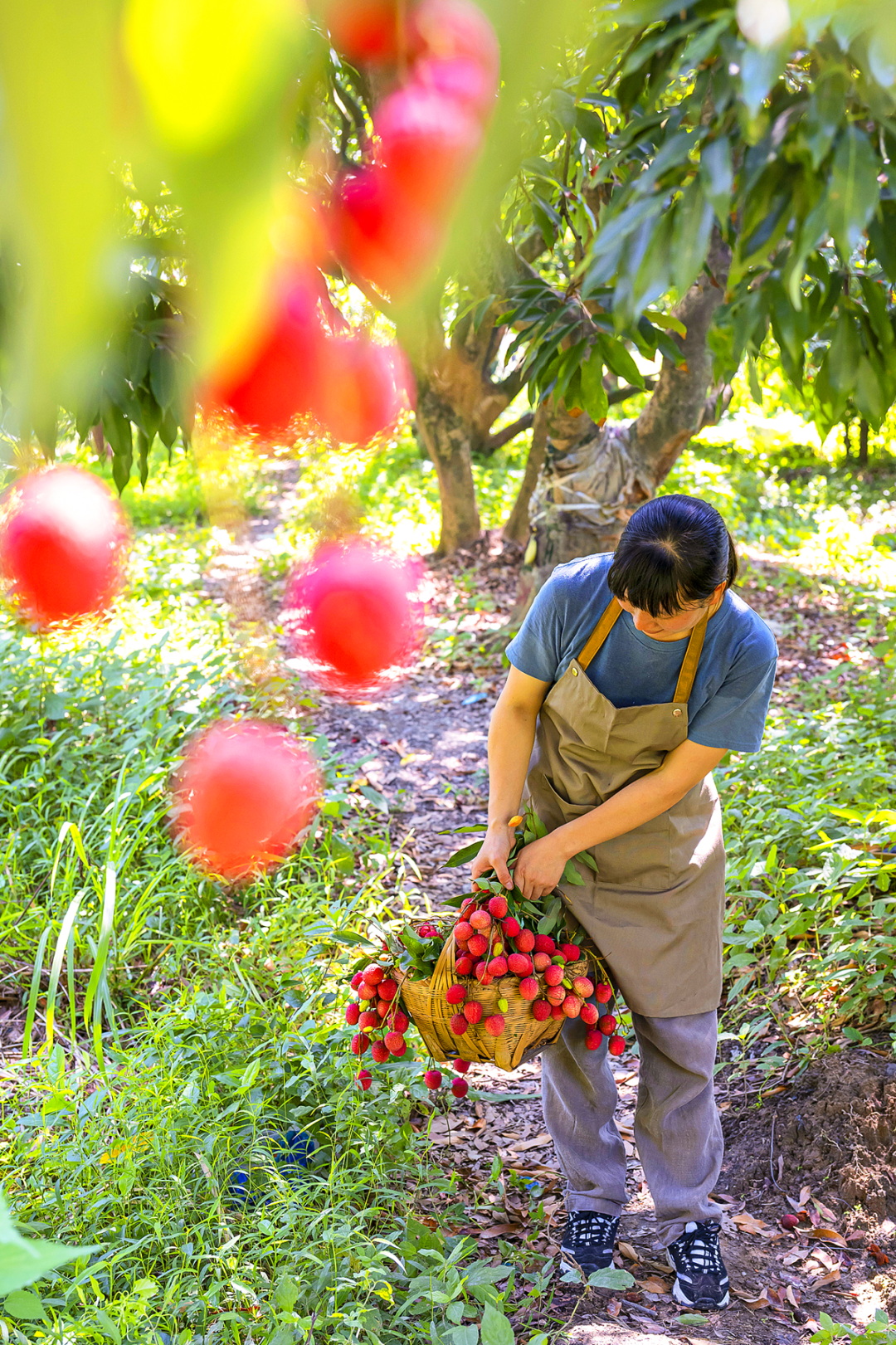 Image related to China's Most Underrated Lychee Province Safeguards This Year's Bountiful Harvest