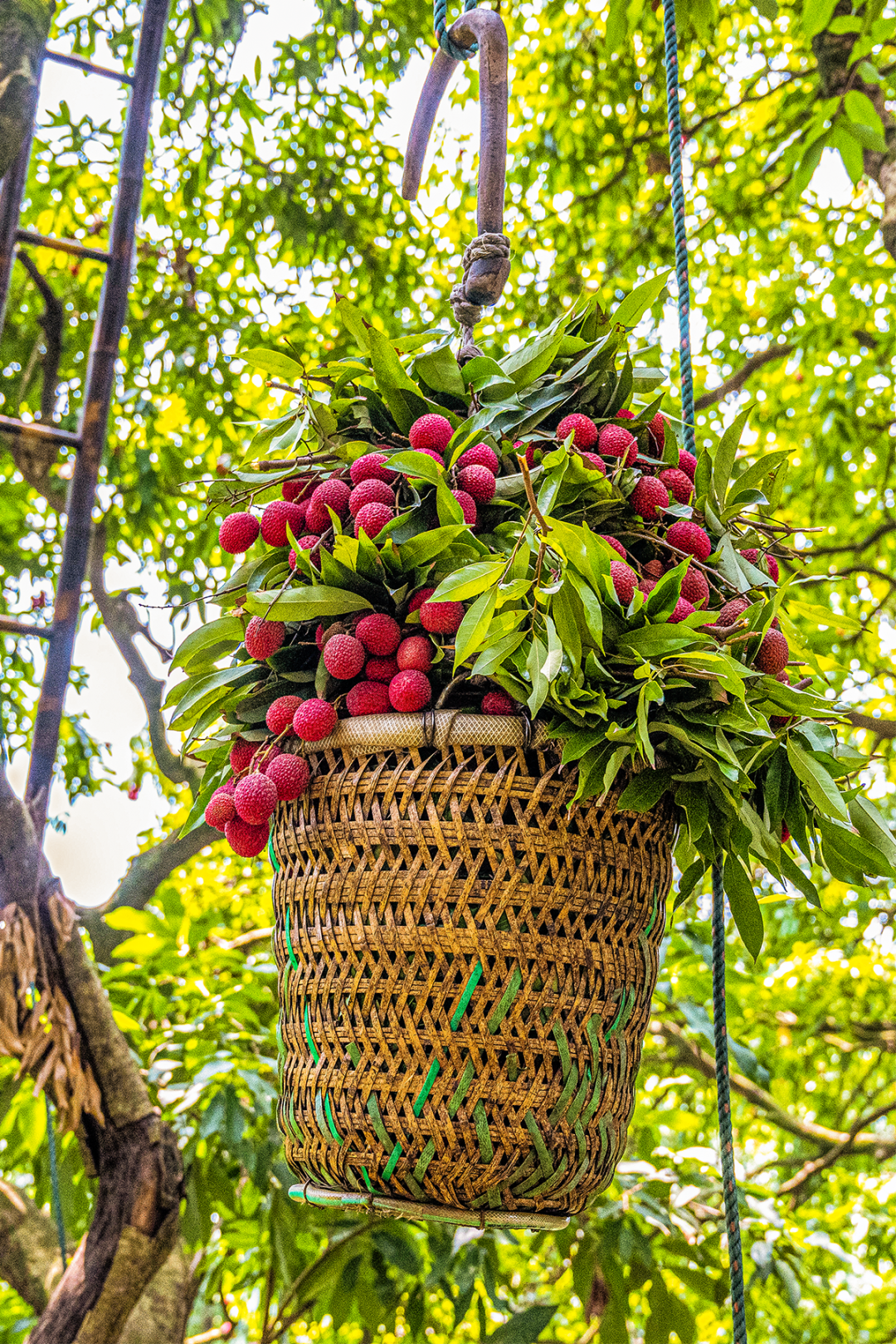 Image related to China's Most Underrated Lychee Province Safeguards This Year's Bountiful Harvest