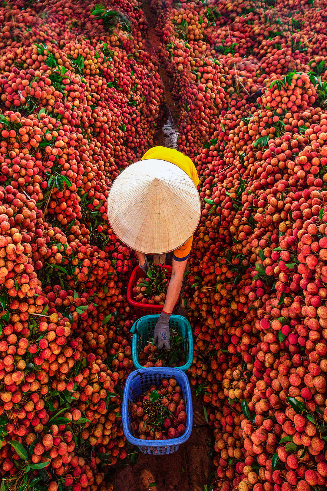 Image related to China's Most Underrated Lychee Province Safeguards This Year's Bountiful Harvest