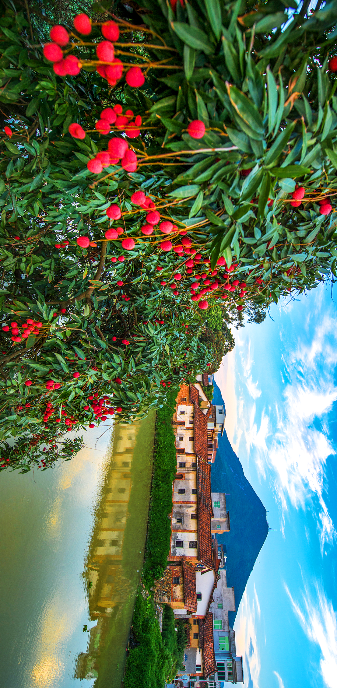 Image related to China's Most Underrated Lychee Province Safeguards This Year's Bountiful Harvest
