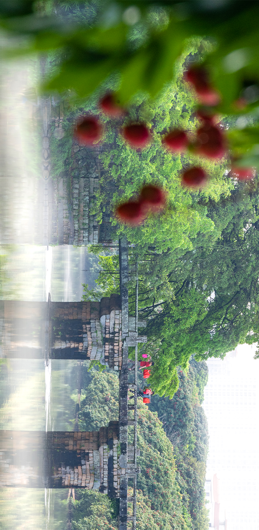 Image related to China's Most Underrated Lychee Province Safeguards This Year's Bountiful Harvest
