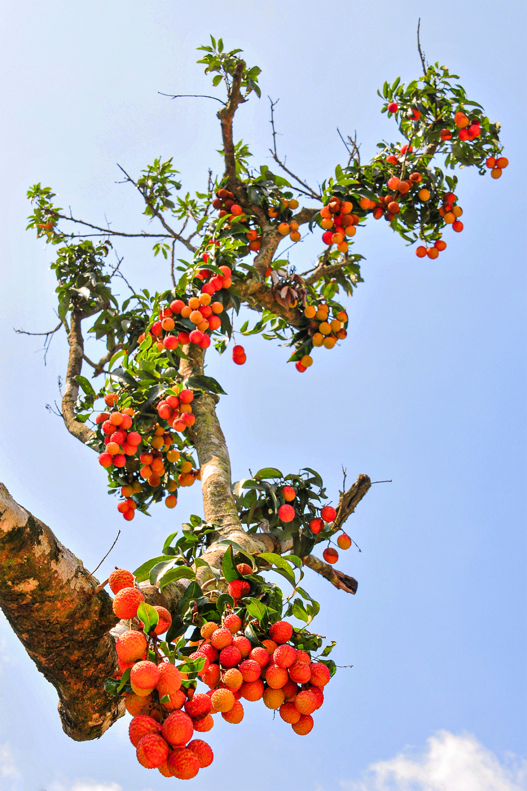 Image related to China's Most Underrated Lychee Province Safeguards This Year's Bountiful Harvest