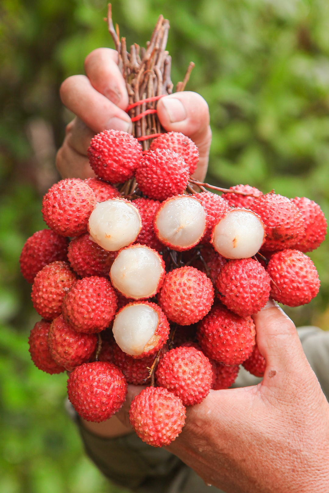 Image related to China's Most Underrated Lychee Province Safeguards This Year's Bountiful Harvest