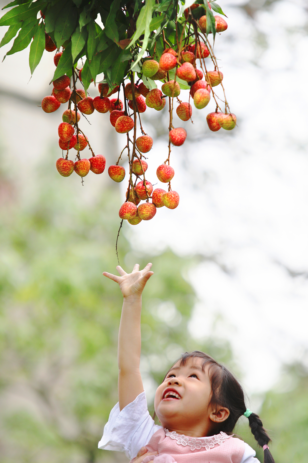 Image related to China's Most Underrated Lychee Province Safeguards This Year's Bountiful Harvest