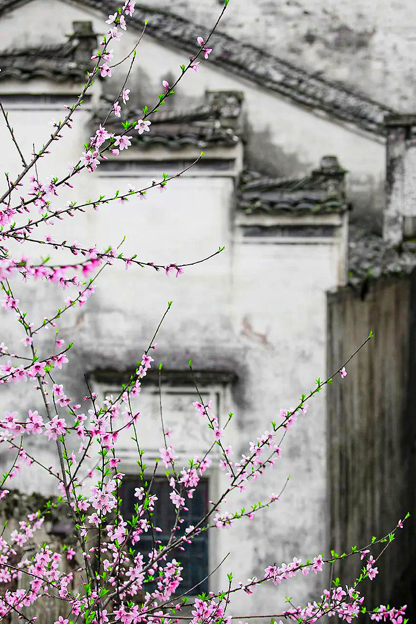 Image related to The Ultimate Spring Tea Map: China's Most Beautiful Springscapes Revealed