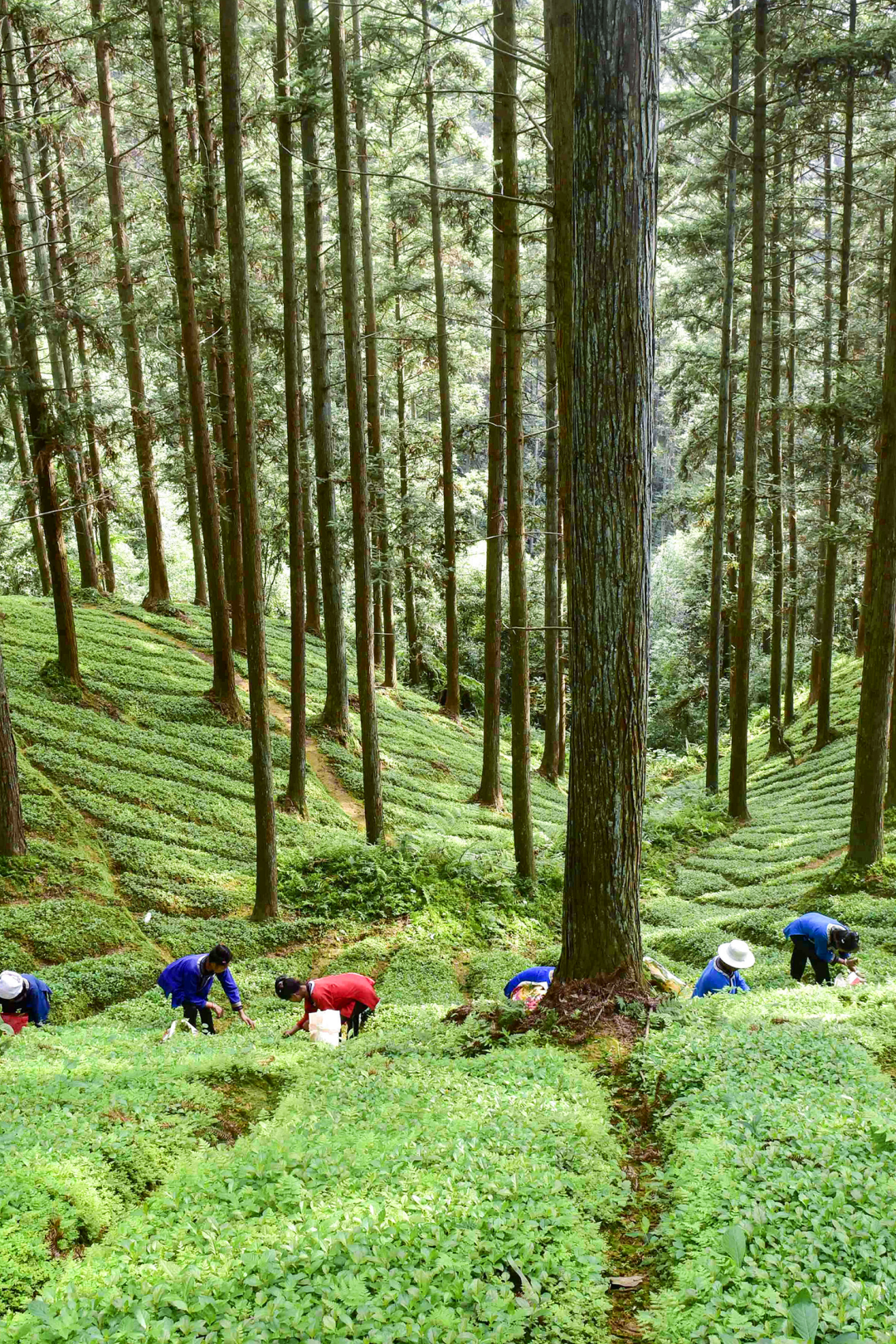 Image related to Green, Green, Green! Tune in to the Mountainous Province's Green Rhapsody!