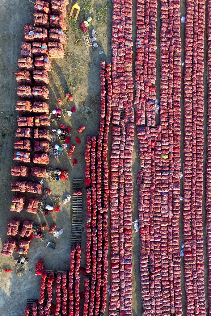 Image related to China's Top Garlic-Eating Province: So Hardcore That Even Locust Blossoms Are Drenched in Garlic Sauce!