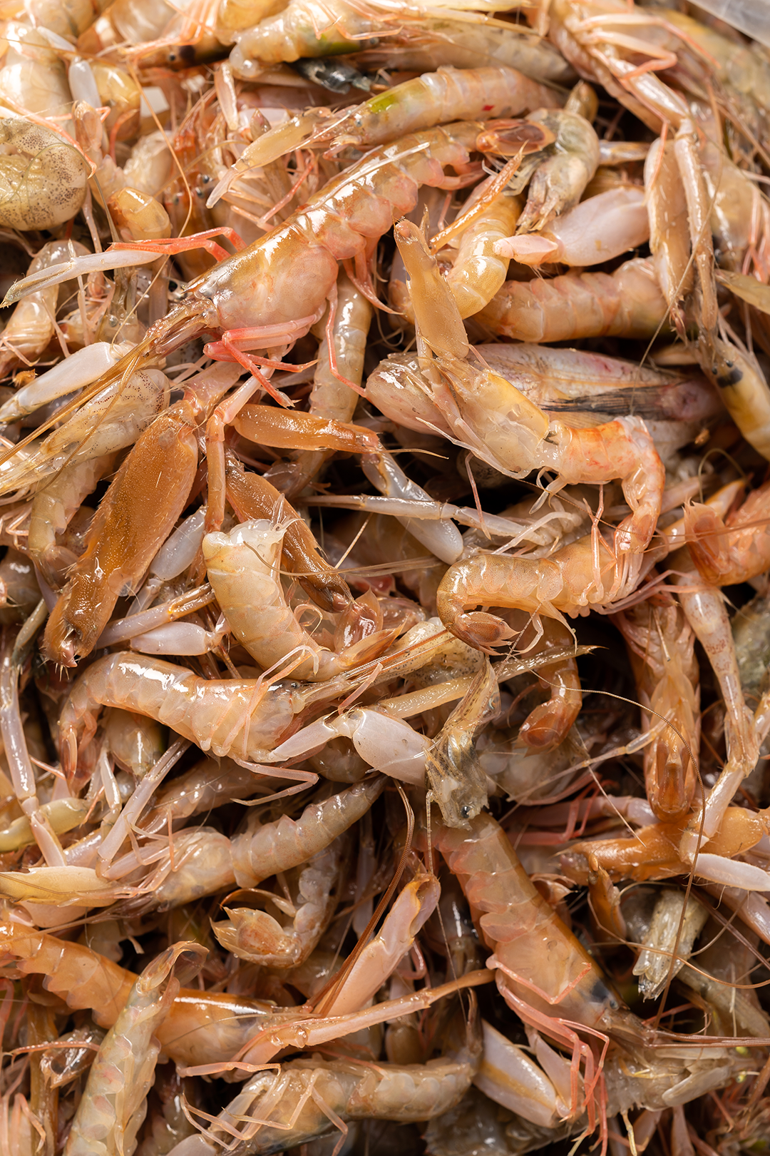 Image related to China's Top Garlic-Eating Province: So Hardcore That Even Locust Blossoms Are Drenched in Garlic Sauce!