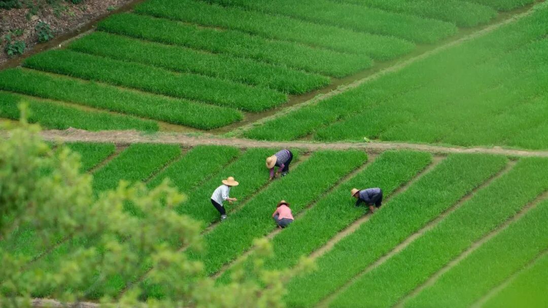Image related to Will the Qinling Mountains Become the Next Songtsam-Style Travel Route?